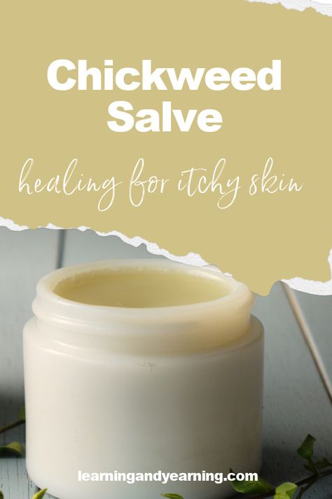 This foraged herbal weed - chickweed - is a medicinal star when it comes to calming itchy skin. Make it into an herbal salve with this healing recipe. #herbs #herbalism #chickweed #foraging #wildcrafting #salve #recipe #homemade #diy #homesteading #homeremedy Herbal Salve Recipes, Arnica Salve, Diy Homesteading, Preparedness Ideas, Healing Salve Recipe, Soap Suds, Salve Recipes, Herbal Salves, Foraged Food