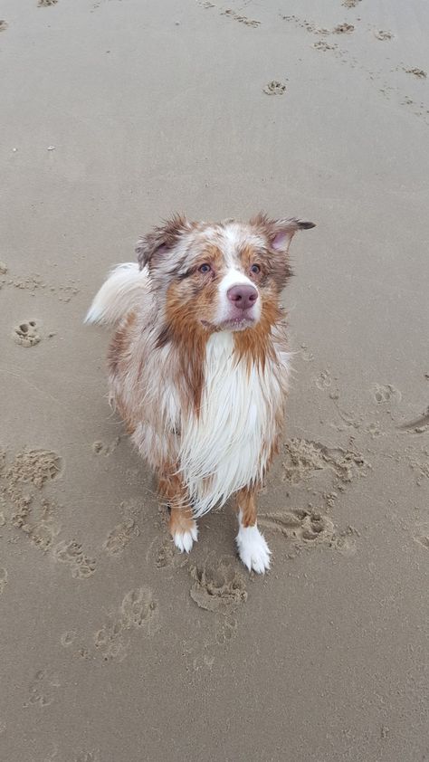 Red Merle Aussie Aussie Red Merle, Red Merle Aussie, Australian Shepherd Names, Red Merle Australian Shepherd, 2024 Vision, Australian Shepherd, Future Baby, Border Collie, Pet Dog