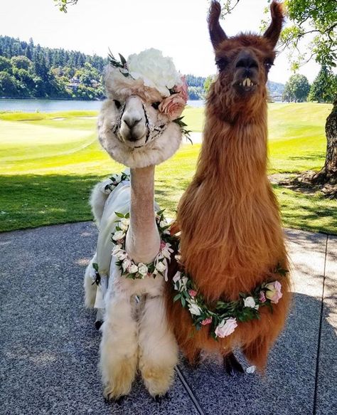 Wedding Llamas, Alpaca Wedding, Llama Wedding, Animal Inspiration, Alpaca Farm, Cute Alpaca, Animal Friends, Wedding Dreams, Awesome Things