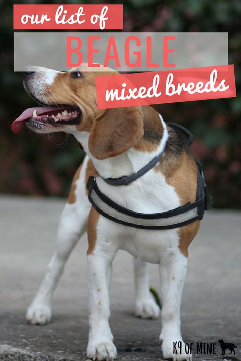 Our List of Beagle Mixed Breeds! #beagles #dogbreeds #mixedbreeds Feeding Newborn, Beagle Facts, Rottweiler Facts, Bulldog Boxer, Beagle Breeds, Pitbull Boxer, Beagle Dogs, Child Nutrition, Dogs Tips