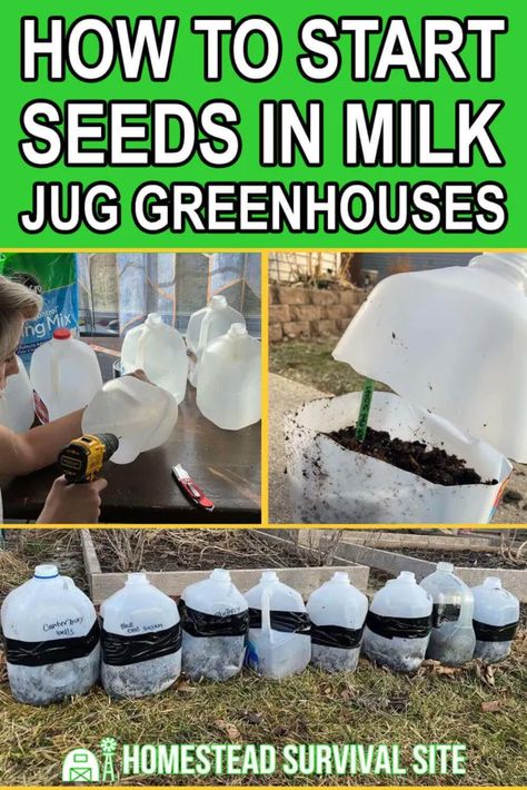 Seed Starting Outdoors, Water Jug Greenhouse, Milk Carton Gardening, Planting In Milk Cartons, Milk Gallon Planters, Milkjug Greenhouse, Starting From Seeds Indoors, Milk Carton Greenhouse, Diy Seed Starting Greenhouse