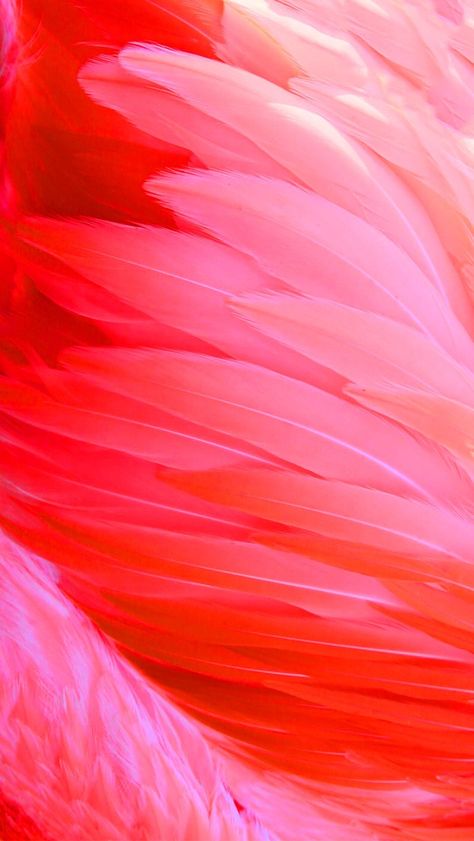 Flamingo feathers Flamingo Phone Wallpaper, Flamingo Feather, Flamingo Feathers, Flamingo Feather Tattoo, Flamingo Aesthetic, Red Flamingo, Easter Nail Art Designs, Flamingo Pictures, Feather Wallpaper