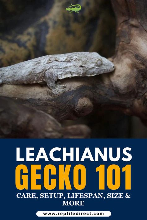 A promotional image for 'Leachianus Gecko 101: Care, Setup, Lifespan, Size & More,' featuring a Leachianus gecko resting on a branch. Gecko Enclosure, Lizard Habitat, Heart Leaf Philodendron, Reptile Care, Water Droplets, Fake Plants, Gecko, Live Plants, Low Maintenance