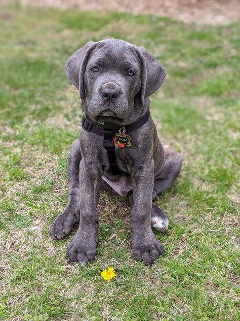 Gray Cane Corso, Cane Corso Cute, Came Corso Black, Cane Corso Puppy, Formentino Cane Corso, Cane Corso Fawn, Uncropped Cane Corso, Cane Corso Puppies, Animals Funny