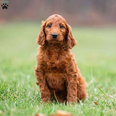 Nessa - Irish Doodle Puppy For Sale in Pennsylvania Irish Doodle Puppies, Irish Doodle, Doodle Puppies, Greenfield Puppies, Doodle Puppy, Puppy For Sale, Crate Training, Health Check, Puppies For Sale