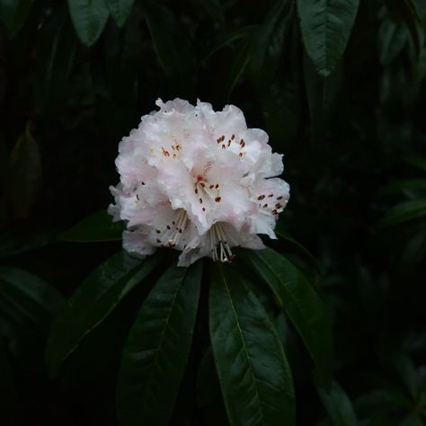 Rhododendron Aesthetic, Rhododendron Arboreum, Acotar Fanfic, Rhododendron Flower, English Garden, Dark Aesthetic, Eden, Flower Garden, Sketch Book