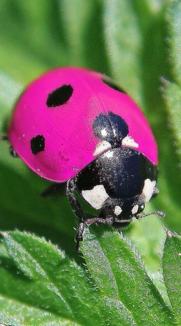 Ladybugs ladybird lady beetle ladybug images ladybug photography ladybug on flower ladybug photo yellow ladybug white ladybug blue ladybug red ladybug ladybug tattoo ladybug crafts ladybug drawing ladybug art ladybug decor ladybug cake ideas ladybug nails ladybug insect insects animals animal tattoos animal drawing animal painting animal nails animal wallpaper animal aesthetic animal print animal sketches nature aesthetic nature wallpaper beautiful wallpapers beautiful aesthetic cute wallpapers Nails Ladybug, Tattoo Ladybug, Ladybug Images, Ladybug On Flower, Ladybug Photography, Ladybug Quotes, Yellow Ladybug, Lady Bug Tattoo, Pink Ladybug