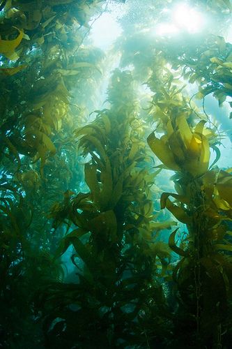 Kelp forest, Catalina Island Underwater Forest, Underwater Plants, Kelp Forest, Sea Plants, Forest Adventure, Catalina Island, Photography Guide, Deep Blue Sea, Underwater Photography