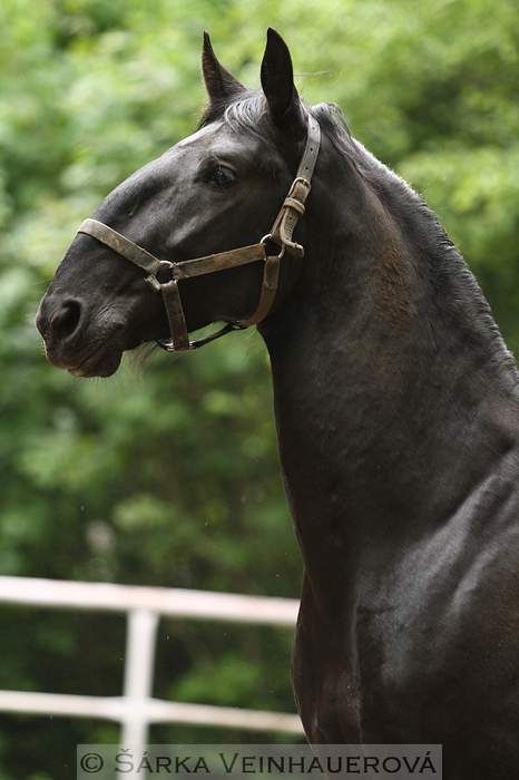 Beautiful photo of a black Kladruber by Sarka Veinhauerova. Kladruber Horse, Grey Horses, Rare Horses, Horse Inspiration, Majestic Creatures, Black Horses, Most Beautiful Horses, Grey Horse, Interesting Animals