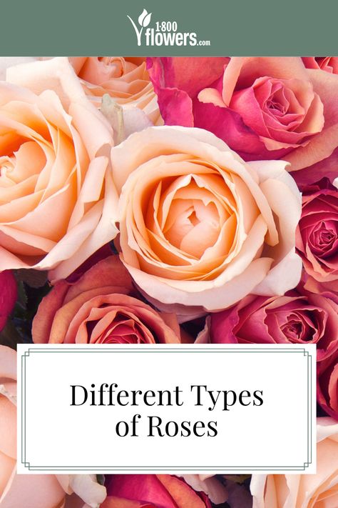 There are so many different types of roses that it can be hard to identify them. We put together information on how to identify roses by different rose colors. Read more to learn all about this famous flower. Rose Types Different, Types Of Roses For Bouquets, Varieties Of Roses, Different Kinds Of Roses, Different Roses Types, Types Of Roses Chart, Thornless Climbing Roses, Kinds Of Roses, Thornless Roses