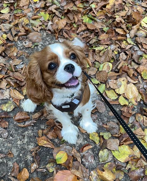 Cavalier King Charles Spaniel Brown, Kings Charles Cavalier Spaniel, Cavalier King Charles Spaniel Aesthetic, Cavalier King Spaniel, King Spaniel, Cavalier Dog, Cavalier King Charles Dog, Cavalier Puppy, King Charles Dog