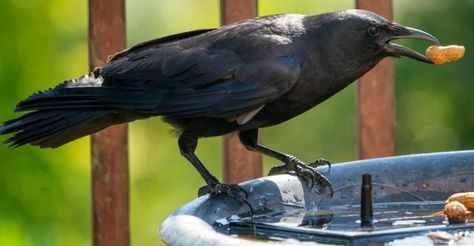 Diy Crow Feeder, Food For A Crow, How To Attract Crows, Crow Feeder Diy, Attracting Crows To Your Yard, How To Attract Crows To Your Yard, Crow Feeding Station, Crow Feeder, What Do Crows Eat