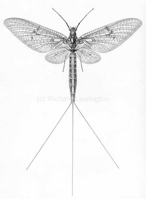 Mayfly Drawing, Mayfly Tattoo, Fly Fishing Tattoo, Aquatic Insects, Fly Fishing Art, Insect Tattoo, Different Fish, Mayfly, Botanical Tattoo