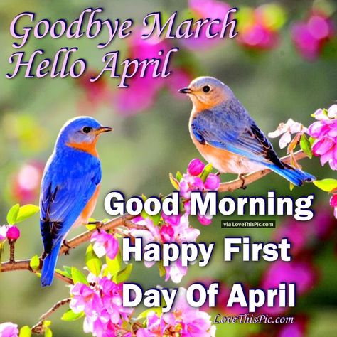 Good Morning Happy First Day Of April Pictures, Photos, and Images for Facebook, Tumblr, Pinterest, and Twitter Goodbye March, Hello April, Eastern Bluebird, Spring Pictures, Spring Birds, Image Nature, Spring Landscape, Spring Photos, Blue Birds