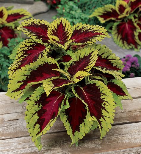 Not all eye-catching plants in the garden flaunt flowers. Some like coleus (Solenostemon scutellarioides) decorate the landscape with a colorful tapestry of variegated foliage. This spring and summer, light up your garden with easy-to-grow coleus.Today’s coleuses come in a wide variety of stunning color combinations. You’ll find variegated leaves featuring deep purple edged in green, [...] Indoor Shade Plants, Seed Company, Growing Seeds, Unique Plants, Bulb Flowers, Shade Plants, Ground Cover, Planting Seeds, Flower Seeds