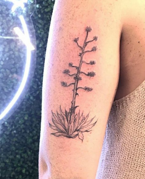 Century Plant Tattoo, Ocotillo Drawing, Arizona Flag Tattoo, Agave Plant Tattoo, Ocotillo Tattoo, Yucca Tattoo, Sedona Tattoo, Agave Tattoo, Desert Tattoo