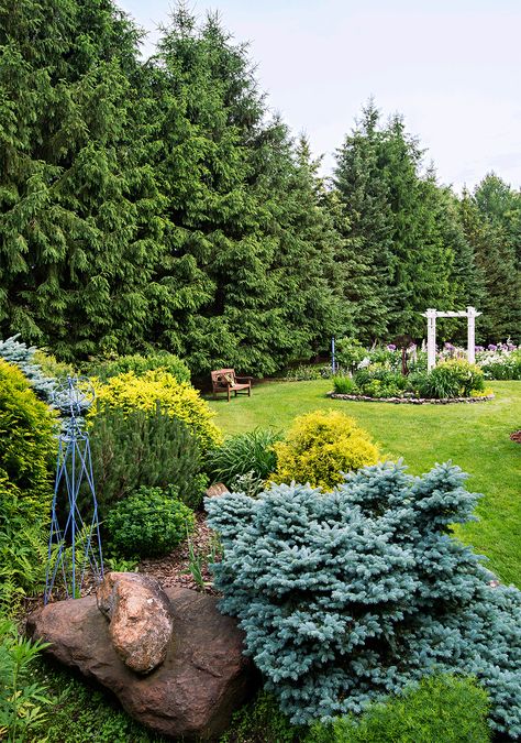 They're friendlier than a stockade fence, cheaper than a wall, and prettier than lattice. What are they? Evergreens. You'll find they offer plenty of privacy—and a whole lot more. Here are 10 great conifer candidates for evergreen landscaping. Types Of Evergreen Trees, Evergreen Trees For Privacy, Pseudotsuga Menziesii, Evergreen Landscape, Evergreen Hedge, Landscaping Trees, Evergreen Garden, Privacy Landscaping, Have Inspiration