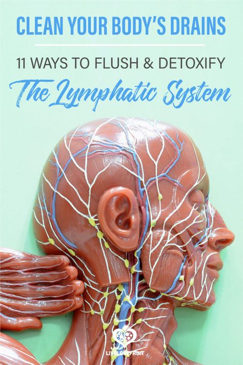 lymphatic system of human on diagram with text - clean your body's drains: 11 ways to cleanse and detoxify the lymphatic system Drain Lymph System, Vascular Cleansing, Parasite Cleanse Protocol, How To Cleanse Your Lymph Nodes, How To Drain Lymph Nodes, Lymph Drainage Dry Brushing, How To Unclog Lymph Nodes, A03 Link, How To Unclog Your Lymph Glands Naturally