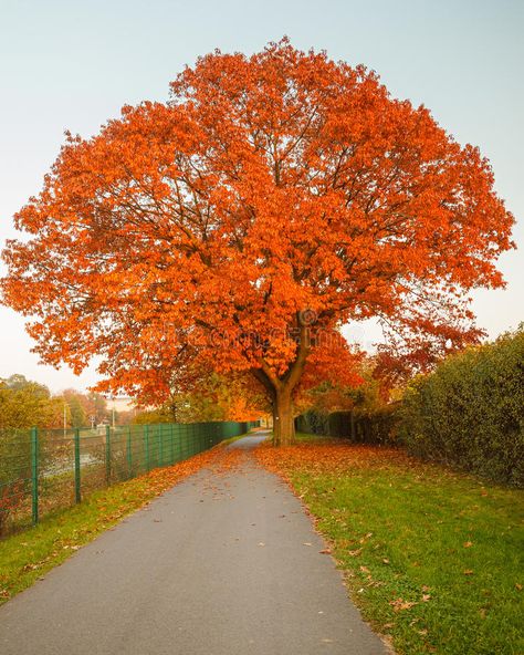 Red autumn oak tree. Image of the red autumn oak tree , #spon, #oak, #autumn, #Red, #red, #Image #ad Red Oak Tree, White Oak Tree, Red Maple Tree, Red Autumn, Dripping Springs, Autumn Scenes, Unique Trees, Colorful Trees, Autumn Scenery