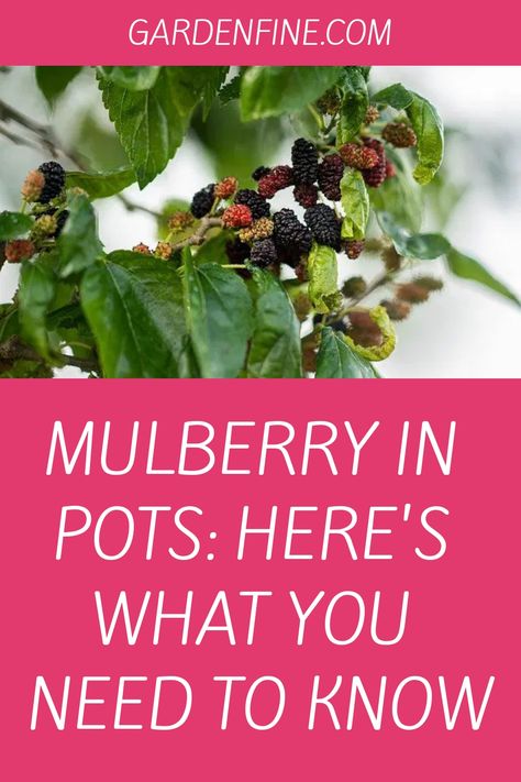 Do you want to add a luxurious and long-lasting tree to your garden, but don’t have the space for a full-grown specimen? Fear not! You can plant mulberry Mulberry Benefits, Mulberry Plant, Trees In Pots, Mulberry Trees, Mulberry Fruit, Indoor Planting, Mulberry Bush, Growing Fruit Trees, Raspberry Pie