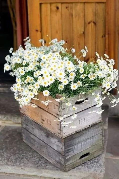 Wooden Crates Wedding, Rustic Wedding Decorations, Deco Champetre, Daisy Wedding, Rustic Wedding Inspiration, White Daisies, Wooden Crates, Alam Yang Indah, Rustic Wedding Decor