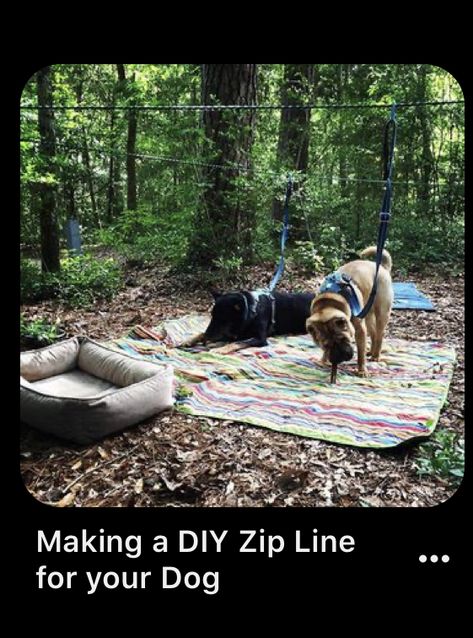 Dog Zip Line, Camping Dog, First Time Camping, Camping Snacks, Camping Diy, Camping Hacks Diy, Camping Cot, Zip Line, Dog Camping