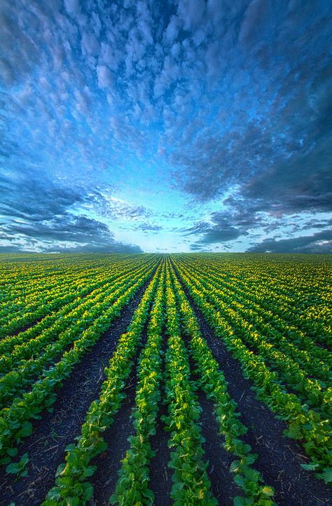 Forever Cabbage | by Phil~Koch Dreamy Photography, Scenic Photography, Field Of Dreams, Milwaukee Wisconsin, Sky And Clouds, Nature Images, Beautiful Sky, Outdoor Photography, Farm Life