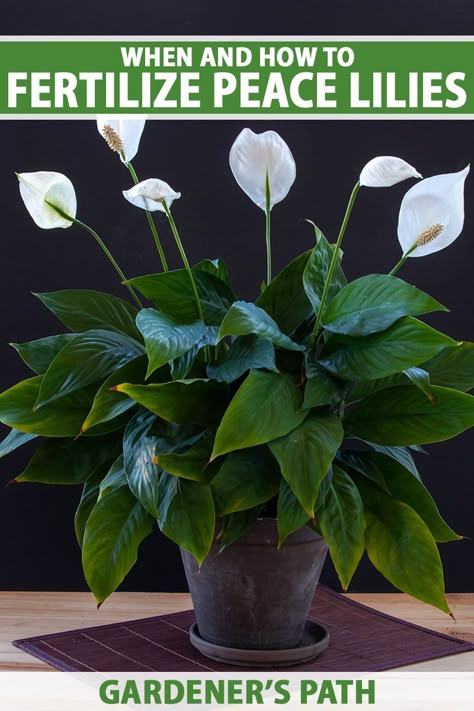 How To Repot A Peace Lily Plant, Repotting Peace Lily Houseplant, Peace Lily Benefits, Plants With White Flowers, Peace Lily Plant Care, Lilly Plants, Peace Lily Flower, Peace Lily Care, Peace Plant