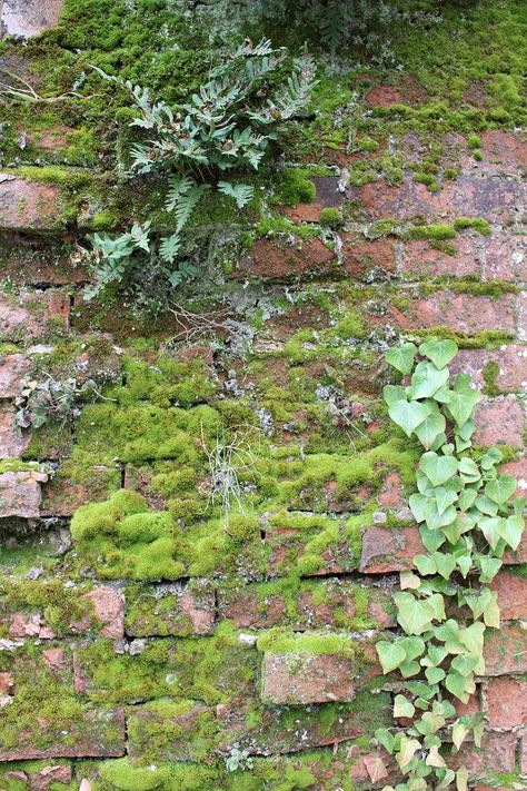 Plants Growing On Wall, Moss On Buildings, Moss Growing On Wall, Nature Growing On Buildings, Moss On Brick Wall, Plants Growing On Buildings, Moss Astetic, Vines Growing On Wall, Plants On Brick Wall