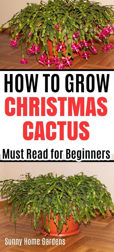 How To Care For A Christmas Cactus, Christmas Cactus Care Tips, Xmas Cactus, Christmas Cactus Flower, Christmas Cactus Propagation, Michigan Garden, Repotting Plants, Christmas Cactus Care, Christmas Cactus Plant