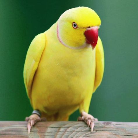 Ring Neck Parrot, Ring Necked Parakeet, Indian Ringneck, Ring Neck, Yellow Ring, Yellow Rings, Belleza Natural, Parrot, Yellow