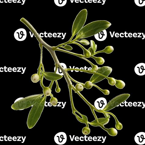 mistletoe branches green leaves isolated on transparant background. Christmas decoration plant. Mistletoe Aesthetic, Mistletoe Illustration, Branches Photography, Mistletoe Plant, Mistle Toe, Motif Ideas, Christmas Foliage, Plant Photography, Background Christmas