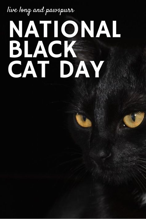 Black Cat Quotes, Cats Of The World, National Black Cat Day, Quiet House, Black Cat Day, Black Cat Appreciation Day, Cute Cat Names, National Cat Day, Cat Profile