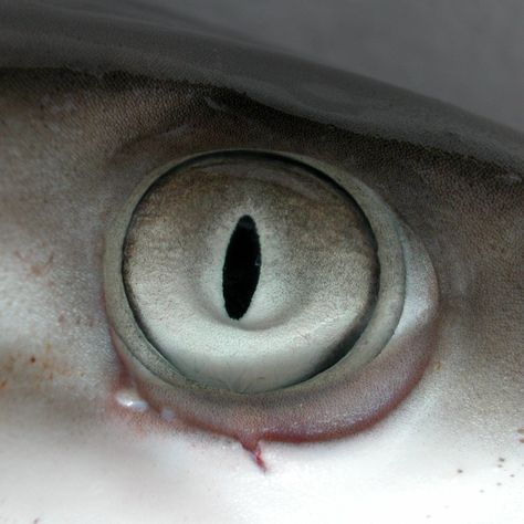 Shark Eyes Drawing, Fishman Oc, Shark Eyes, Megamouth Shark, Dangerous Fish, Thresher Shark, Eye Colours, Teeth Covers, Shark Tail