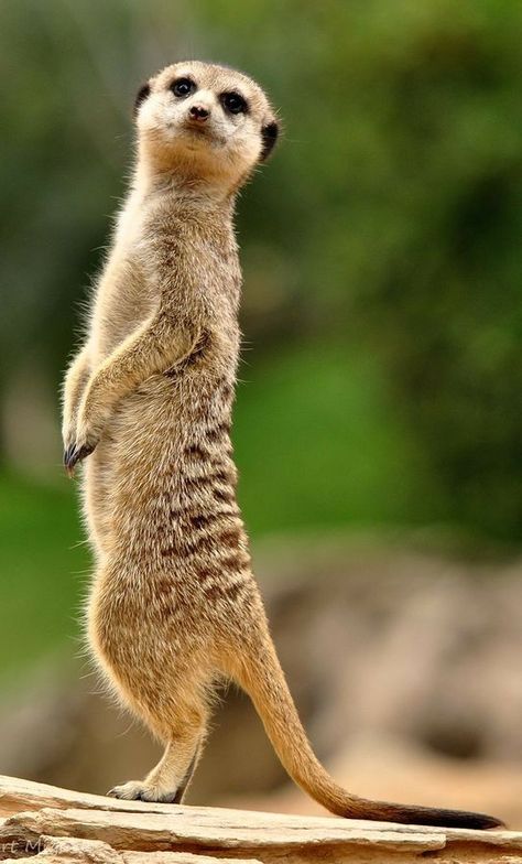 Baby Meerkat, Regnul Animal, Desert Animals, African Wildlife, Animal Totems, Domestic Cat, African Animals, Animals Of The World, Sweet Animals