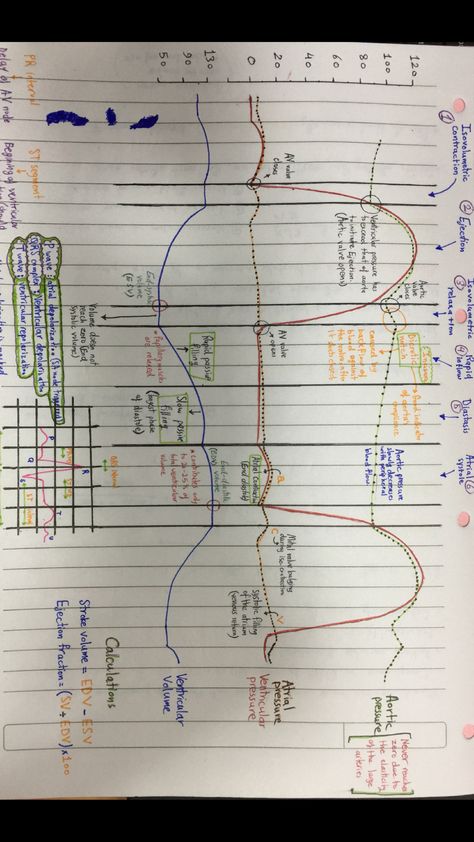 Animal Physiology, Cardiac Sonography, Biology Diagrams, Cardiac Cycle, Medicine Notes, Class 11, Body Fluid, Cardiovascular System, School Help