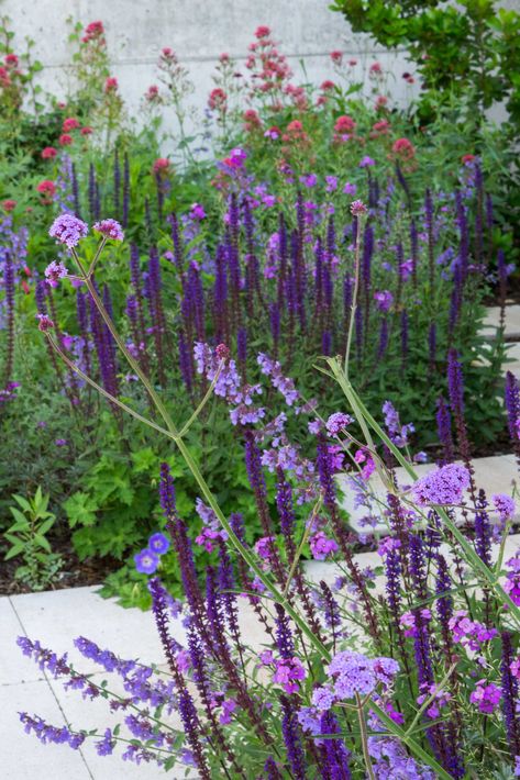 Beautiful entrance with Nepeta Walker's Low, Erysimum Bowles Mauve, Salvia Nemorosa Caradonna and Vebena Bonariensis in TDI7 garden in Madrid Erysimum Bowles Mauve, Salvia Caradonna Combination, Bowles Mauve, Salvia Nemorosa, Verbena Bonariensis, Flower Combinations, Beautiful Entrance, Planting Schemes, Planting Combinations