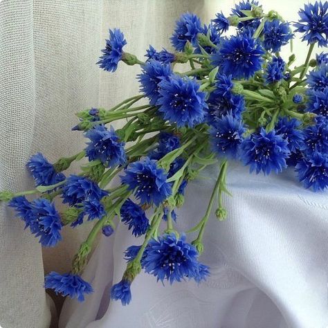 Cornflower Blue Wedding, Wedding Planning Details, Wildflower Wedding Theme, Wedding Theme Inspiration, Flower Cottage, Blue Corn, Light Blue Aesthetic, Watercolor Landscape Paintings, Wildflower Wedding