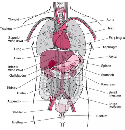 Human Body Organ Positions Organ Chart, Organ Diagram, Body Organs Diagram, Body Anatomy Organs, Human Body Diagram, Picture Of Body, 2004 Mustang, Anatomy Organs, Human Body Organs