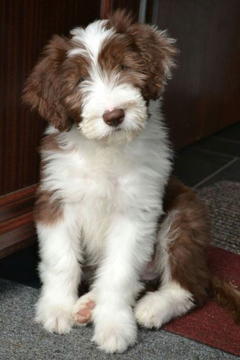 30+ Best Bearded Collie Dog Names - The Paws Bearded Collie Puppies, Every Dog Breed, Pet Ducks, Huge Dogs, Collie Puppies, Bearded Collie, Australian Shepherd Dogs, Dog Lady, Cute Dog Pictures