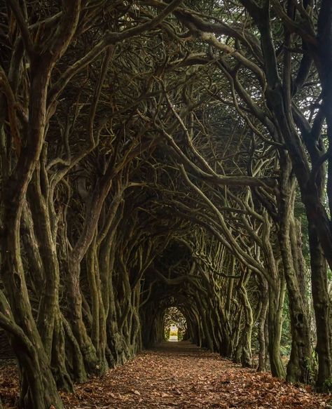 @insta_ireland on Instagram: “Secret location ,  County Meath .  • • ➲ @tony_finnegan_  • • Hashtag your photos taken in Ireland to #insta_ireland & don't forget to…” Secret Location, New Fantasy, Insta Me, The Cloisters, Fantasy Forest, Fantasy Images, Ireland Travel, Fantasy Books, Dark Fantasy