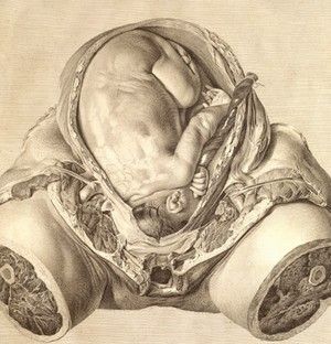 Medical Drawings, Vintage Medical, Medical Art, Scientific Illustration, Anatomy Drawing, Medical Illustration, Anatomy And Physiology, Anatomy Art, Human Anatomy