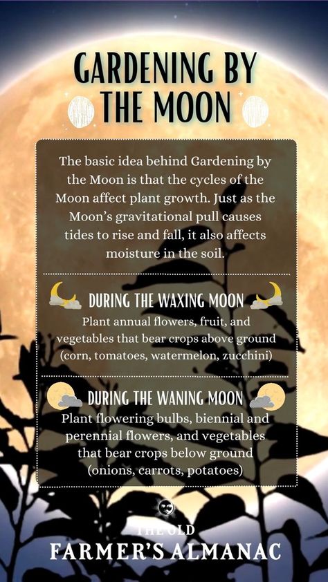 Gardening by the Moon is a great way to plan your garden. Many of our readers follow the age-old practice of planting by the Moon’s phase for a healthier, more productive garden. Almanac.com/content/planting-by-the-moon | The Old Farmers Almanac | Brian Withycombe · Walk On Water Planting By The Moon Phases, Farmers Almanac 2024, Moon Garden Plants, Moon Gardening, Planting By The Moon, Gardening By The Moon, Moon Gardens, Farming Garden, Horticulture Therapy