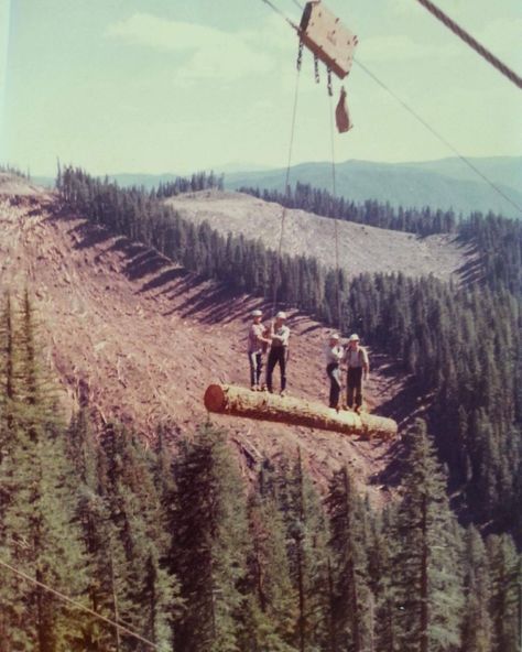 Logging Industry, Timber Logs, Sky Line, Logging Equipment, Sequoia Tree, Forestry Equipment, Old Trees, Big Tree, Lumberjack