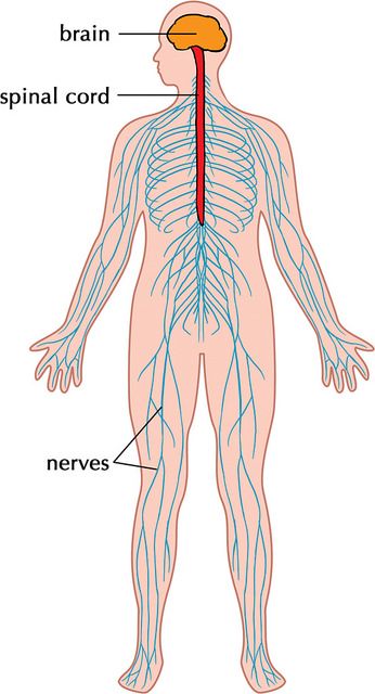 Difference Between Central and Peripheral Nervous System 1 Nervous System Parts, Nervous System Diagram, Nervous System Activities, Human Nervous System, Human Body Organs, Human Body Facts, Peripheral Nervous System, Skin Facts, Organ System