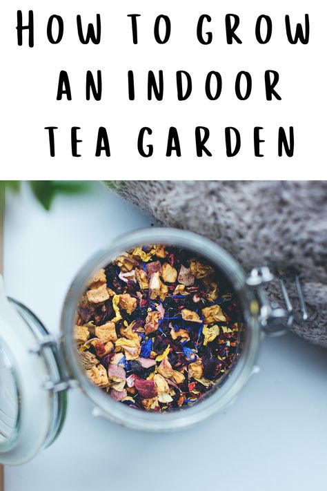 Container Tea Garden, Indoor Tea Garden Ideas, Tea Garden Ideas, Diy Tea Garden, Grow Tea Garden, Tea Herbs To Grow, Indoor Witch Garden, Tea Plants To Grow, How To Grow Tea Plants