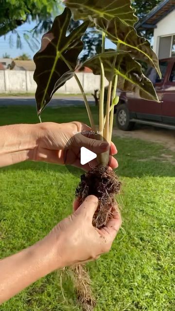 Anti Social Plant Club on Instagram: "Have you ever tried this? Switching this beautiful Alocasia to semi hydroponic! I’ve done this to six others and they have been thriving. 💚 📸: @jardimdo_lar #houseplants #plantparent #plantcommunity #planthack #propagation #houseplantcollectiom #Indoorjungle #houseplantaddict #plants" Alocasia Longiloba, Alocasia Plant, Plant Hacks, Indoor Jungle, Propagating Plants, Anti Social, Hydroponics, Have You Ever, House Plants