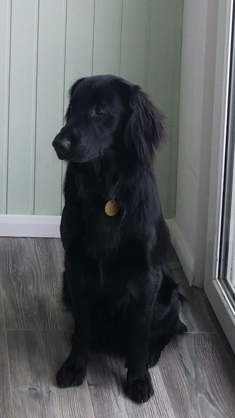 Flat Coated Retriever Flat Coat Retrievers, Flat Coated Retriever Puppy, Flat Coat Retriever, Black Retriever, Black Golden Retriever, Flat Coated Retriever, Bird Dogs, Retriever Dog, Black Dog