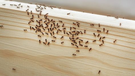 While there are plenty of toxic ant repellents you could buy, there's also a simple way to make your own ant deterrent at home with just three natural items. Ant Deterrent, Ant Spray, Ant Repellent, Ant Hill, Ant Colony, Rid Of Ants, Get Rid Of Ants, Bay House, Orange Oil