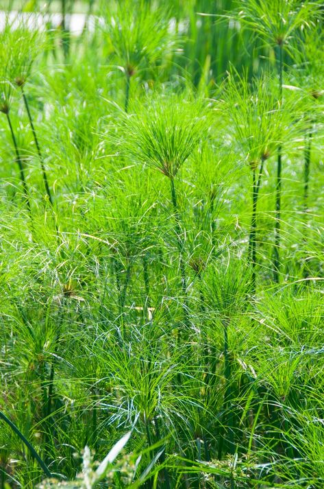 Find help & information on Cyperus papyrus papyrus Conservatory Greenhouse from the RHS Cyperus Papyrus, Conservatory Greenhouse, Buy Plants Online, Palace Garden, Wildlife Gardening, School Garden, Plant Spacing, Garden Show, Buy Plants